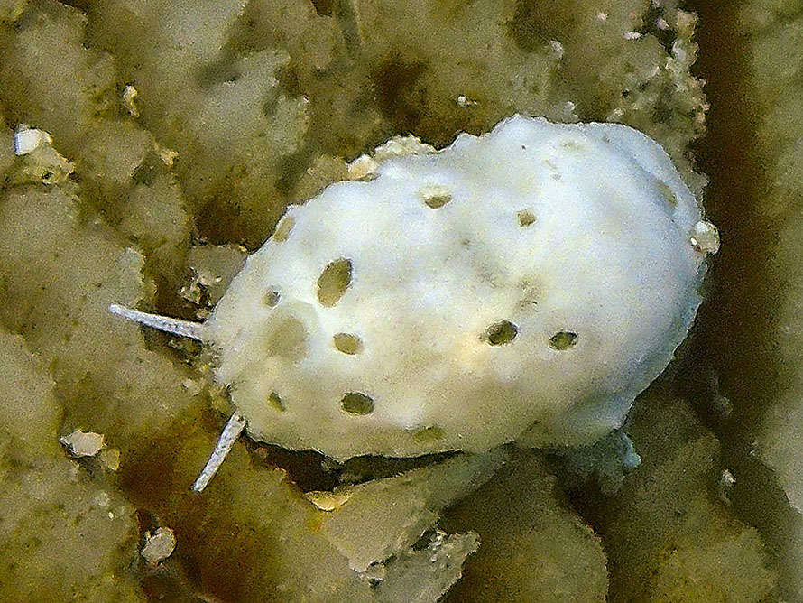 Velutinidae 01